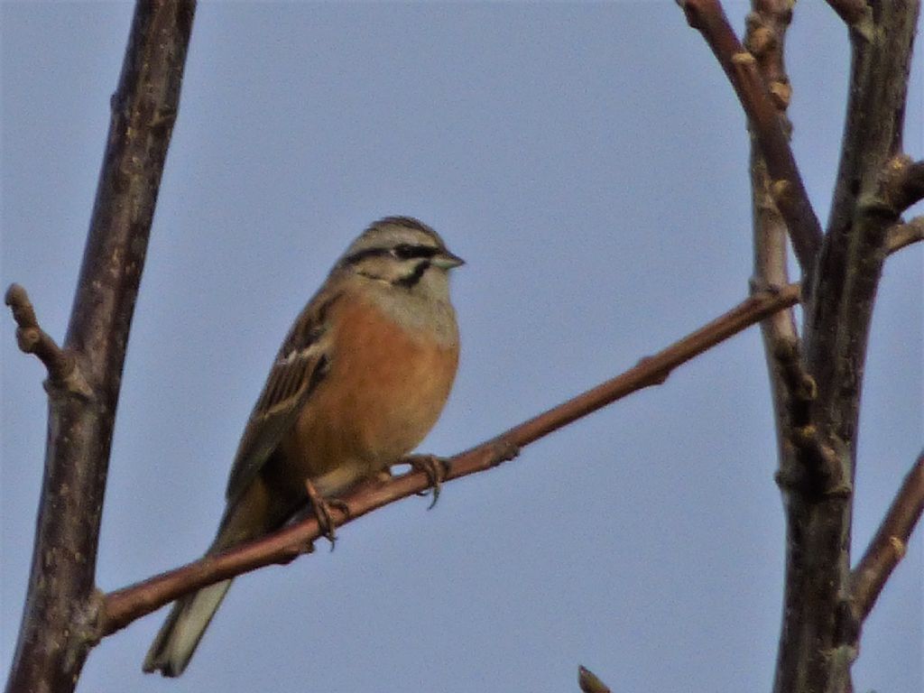 Zigolo muciatto (Emberiza cia)